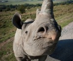 rhino-dhl