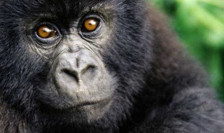 bebe-gorille-jane-goodall
