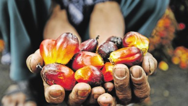 Huile de palme Afrique