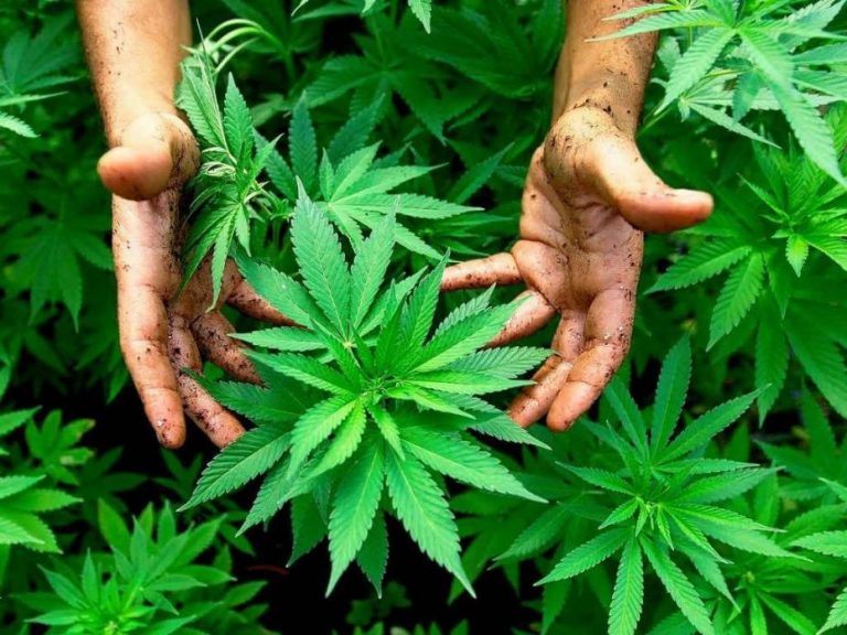Drogue: Le Maroc reste le premier producteur mondial de Cannabis