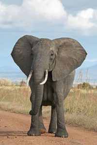 elephants-massacre-centrafrique