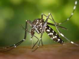 moustique et paludisme détéctable grace aux téléphones mobiles