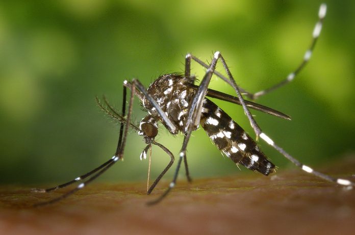 moustique et paludisme détéctable grace aux téléphones mobiles