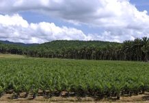 Huile de palme en Afrique