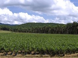 Huile de palme en Afrique