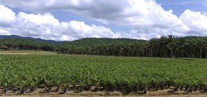 Huile de palme en Afrique