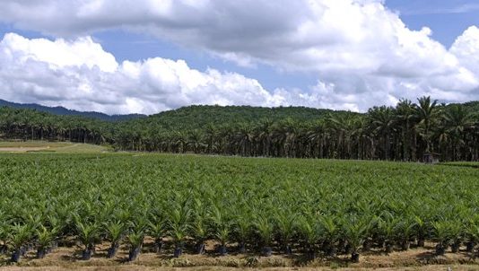 Huile de palme en Afrique