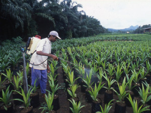 plantation-de-palmiers-a-huile_afrique