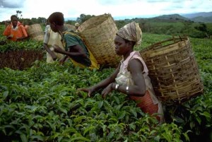 agriculture-benin