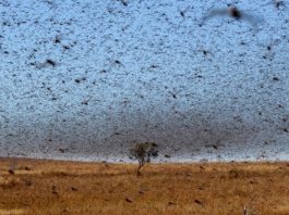 Invasion criquets madagascar