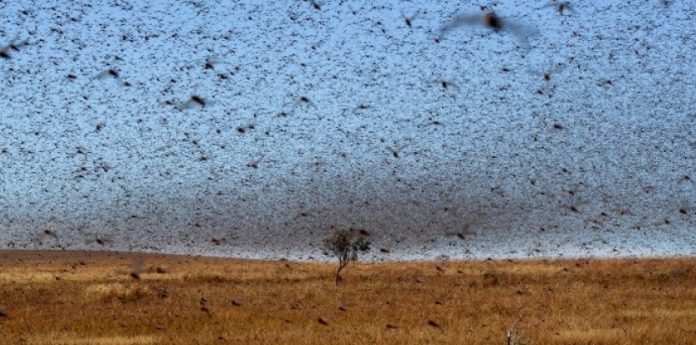 Invasion criquets madagascar