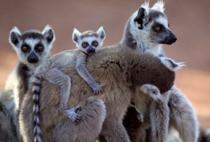 lemuriens-madagascar