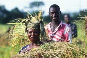 agriculture-familiale-2014-info-afrique.com