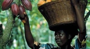 Agriculture au Nigéria Crédit photo: Thierry Barbaut