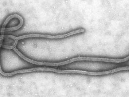 Virus Ebola filovirus