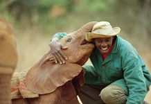 orphelinat éléphants