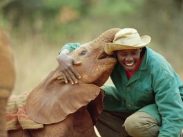 orphelinat éléphants