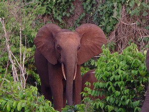 ecotourisme-elephants-cote-ivoire