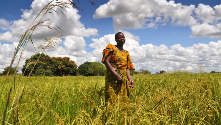 Madagascar : Les pertes agricoles font craindre une crise alimentaire