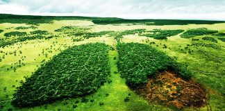 huile de palme en Afrique