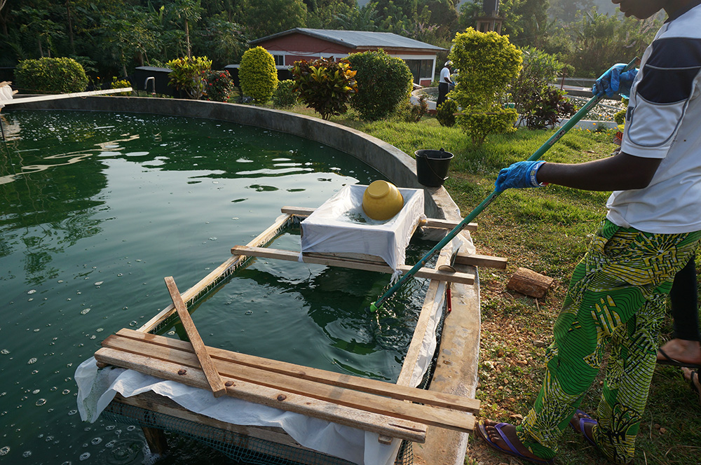 Une ferme de Spiruline en Afrique