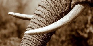 interdiction de l'ivoire