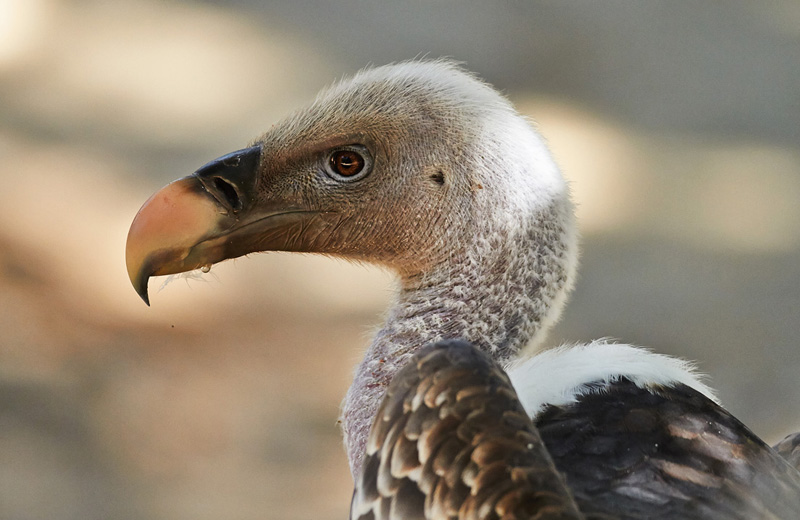 nigeria-assemblee-vautour