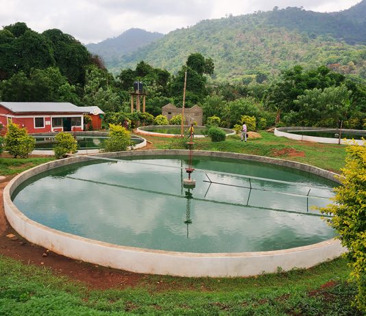 Une unité de production de Spiruline en Afrique