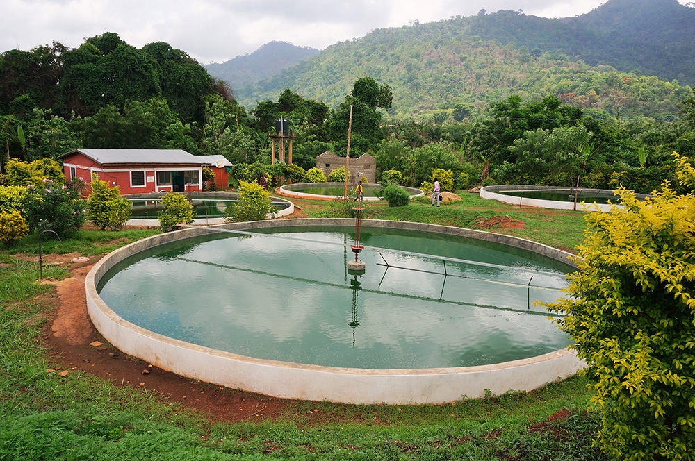 Une unité de production de Spiruline en Afrique