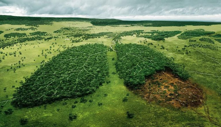 Vers une agriculture, forêt et pêche durables