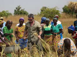 Programme de culture de riz et d'alphabétisation dans la région de Dapaong au Togo - Thierry Barbaut