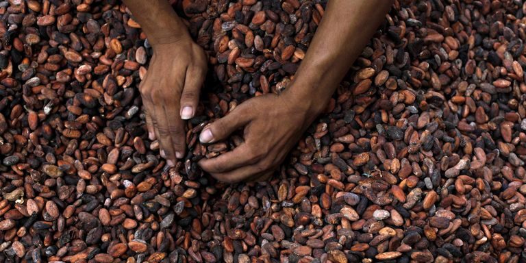 Agrobusiness et crise en Côte d’Ivoire