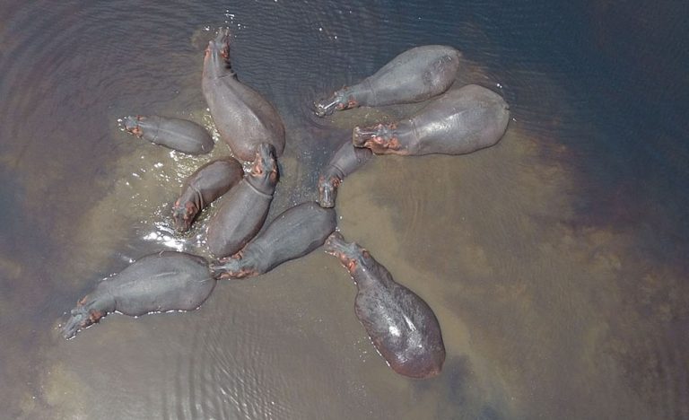 Un sanctuaire pour les hippopotames au Niger