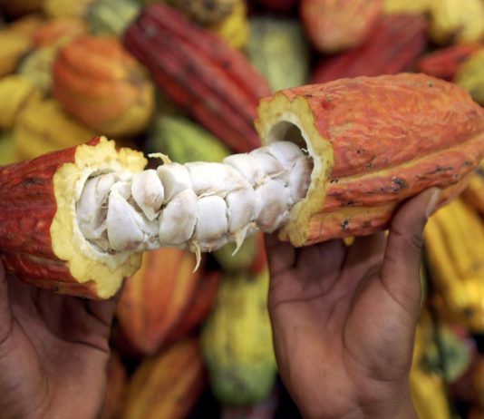 Cacao