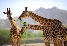 42° près du parc à girafes d’Al Aïn