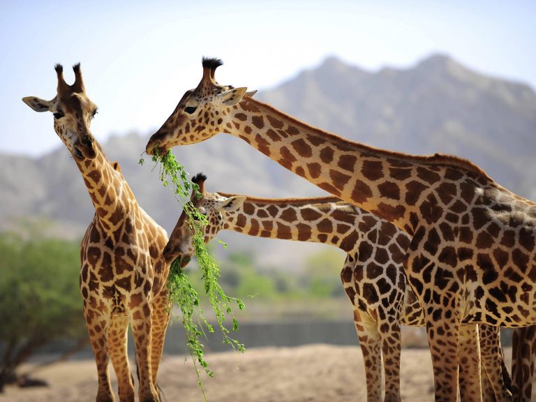 42° près du parc à girafes d’Al Aïn