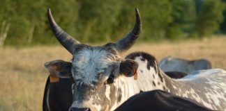 cruauté animaux Afrique