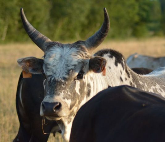 Respecter les aninaux cruauté animaux Afrique