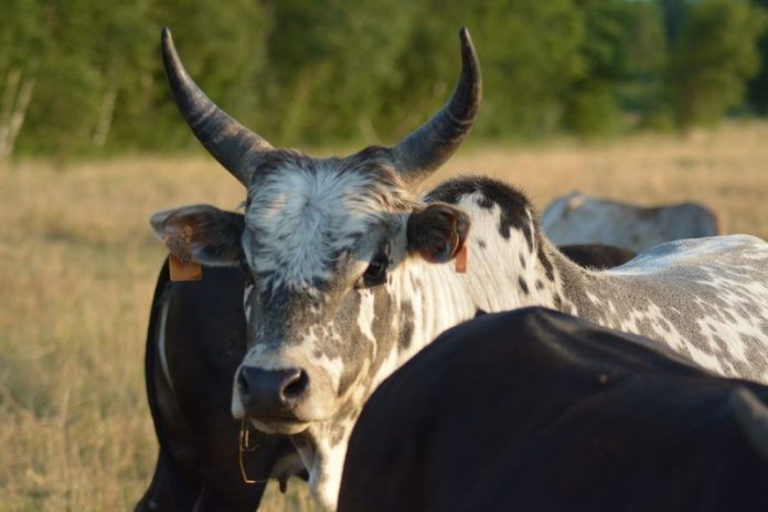 cruauté animaux Afrique