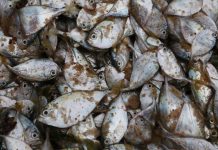 Poissons péchés au Togo en Afrique de l'Ouest