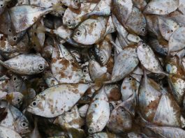 Poissons péchés au Togo en Afrique de l'Ouest