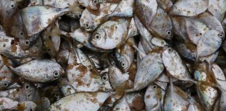 Poissons péchés au Togo en Afrique de l'Ouest