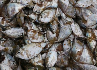 Poissons péchés au Togo en Afrique de l'Ouest