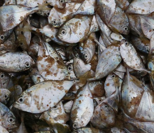 Poissons péchés au Togo en Afrique de l'Ouest