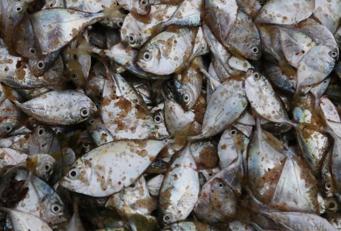 Poissons péchés au Togo en Afrique de l'Ouest