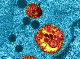 Cellules coronavirus