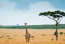 tourisme Afrique coronavirus