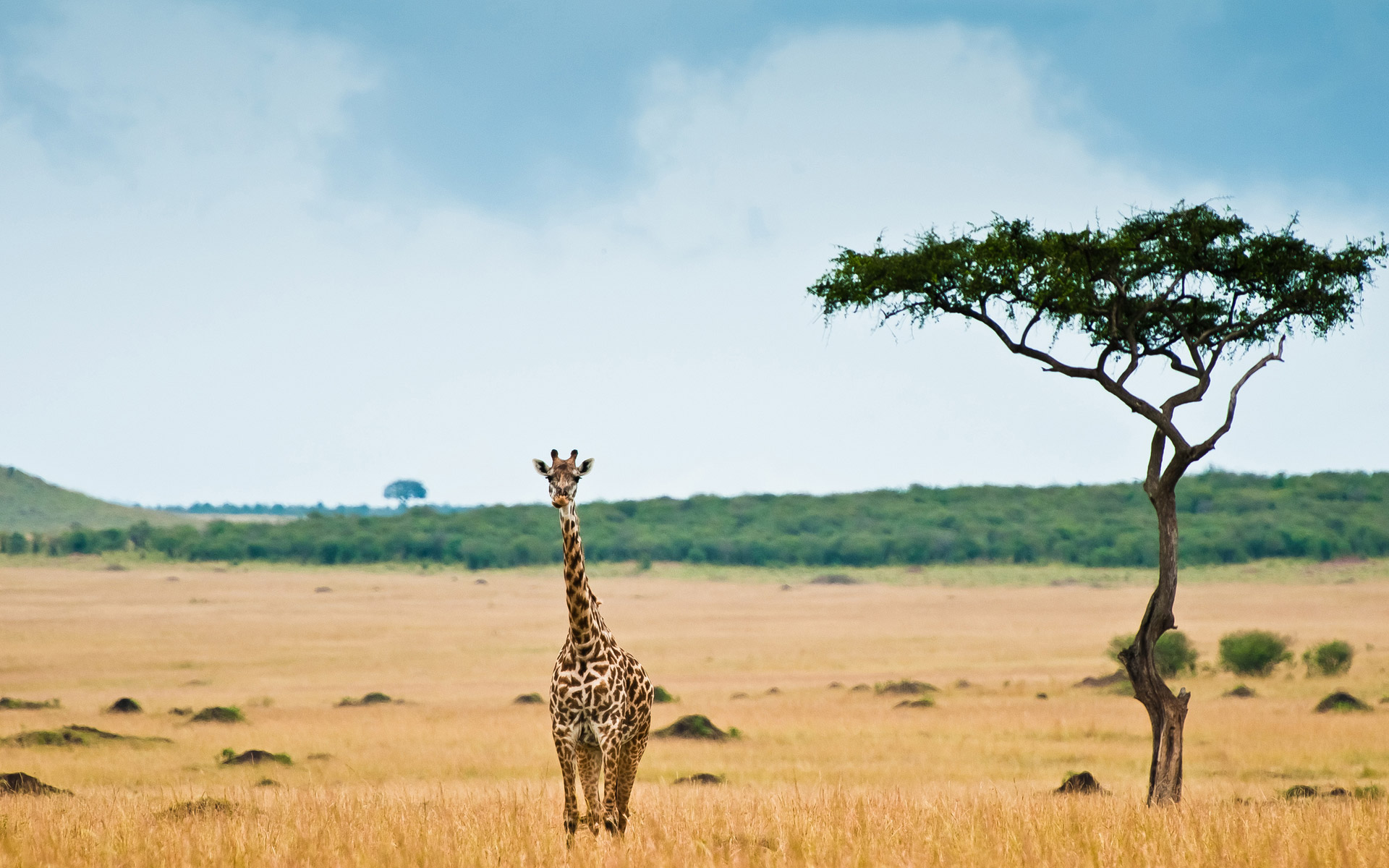 tourisme-afrique-coronavirus tourisme Afrique coronavirus