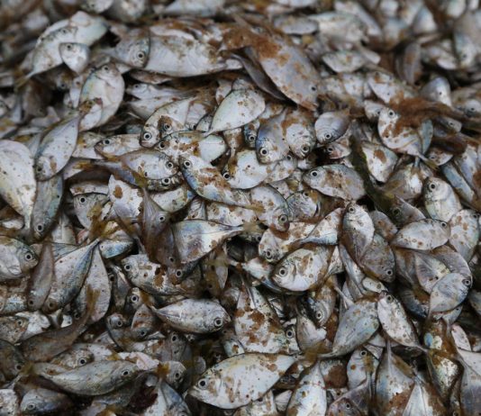 La gestion des pêches, un système rodé à appliquer plus largement Zone de pêche en Afrique