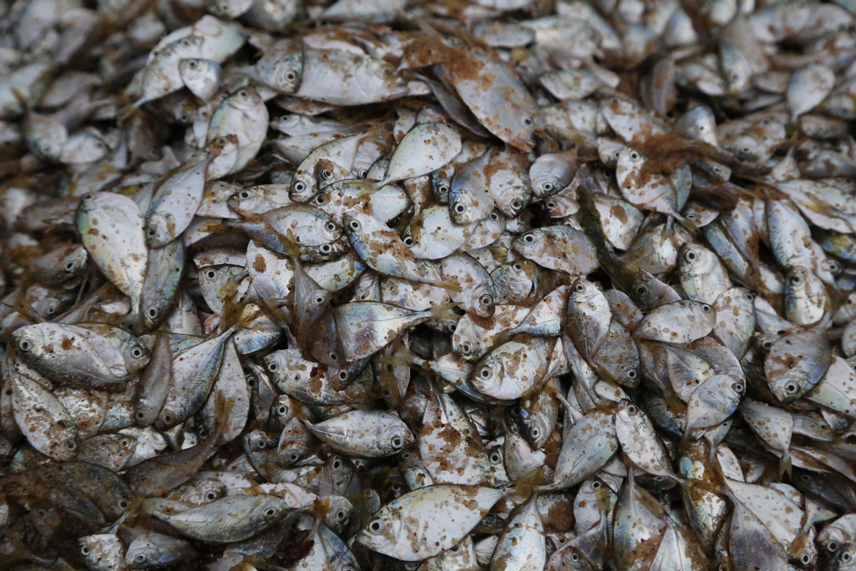 peche-zone-afrique Zone de pêche en Afrique